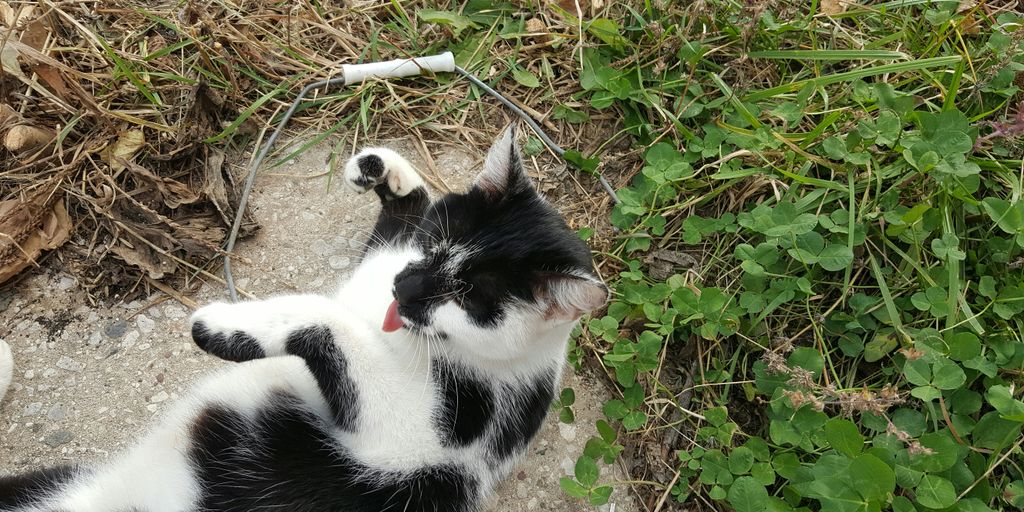 a black and white cat laying on its back in the grass