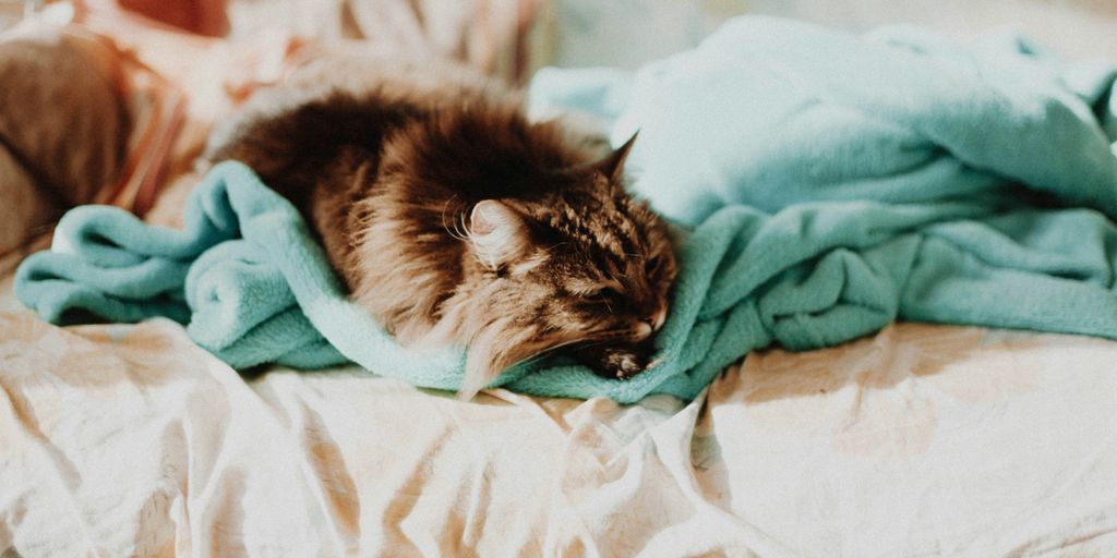 cat sleeping on teal comforter