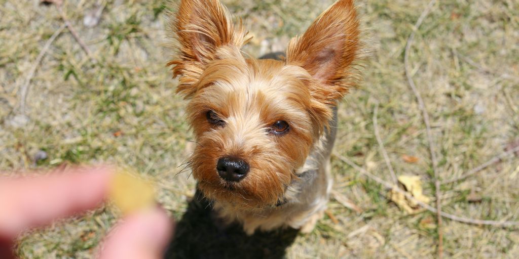 a small dog looking at the camera