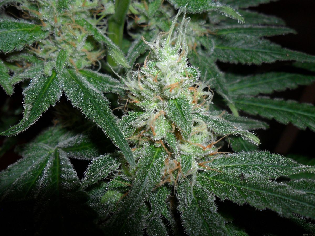 Schritt-für-Schritt-Anleitung zum Anbau von Cannabissamen