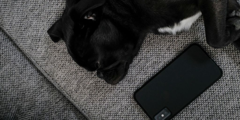 black and white cat beside black iphone 4