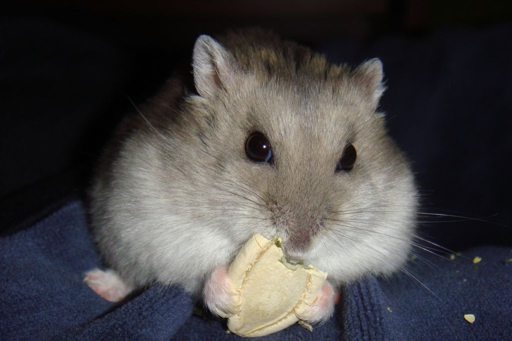 Feeding Tips for Roborovski Dwarf Hamsters A Nutritional Guide