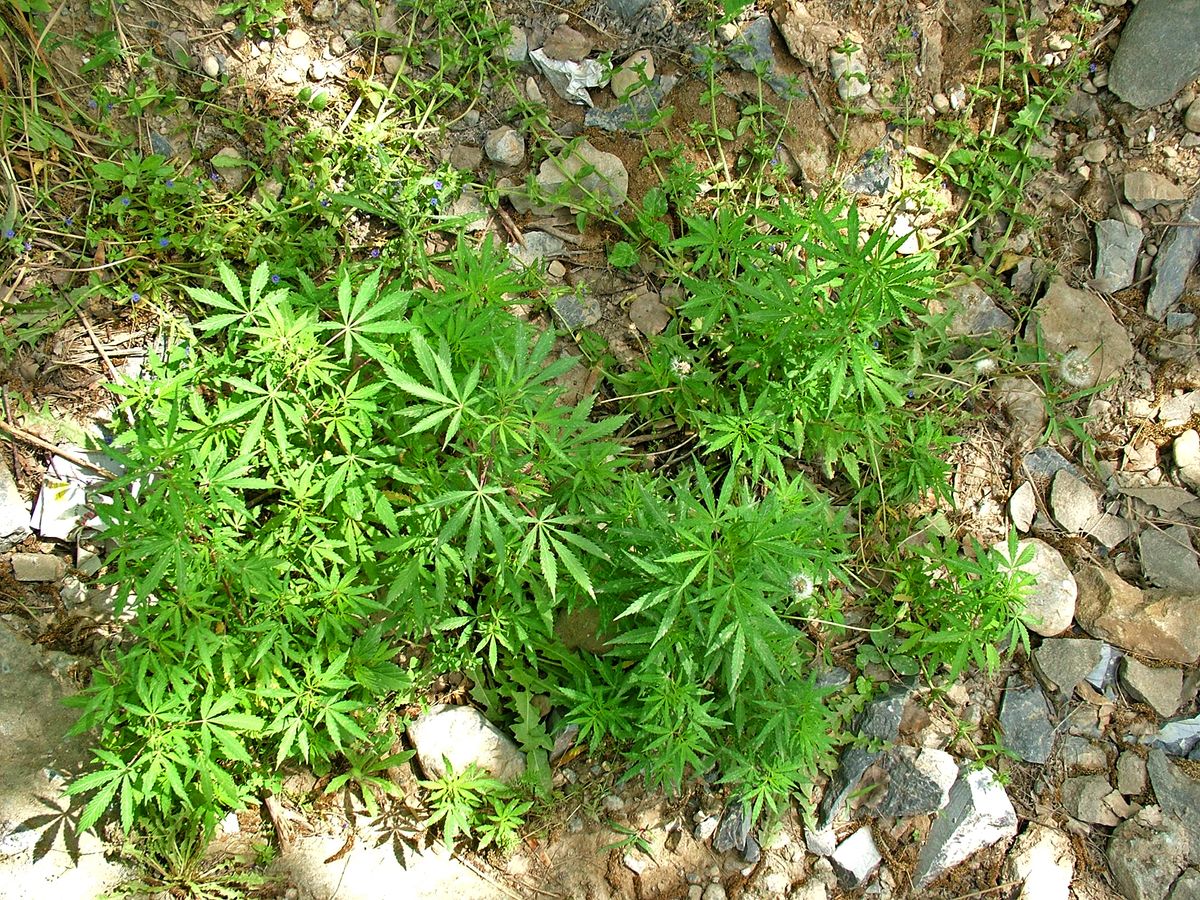 Pflege der Cannabis-Pflanzen