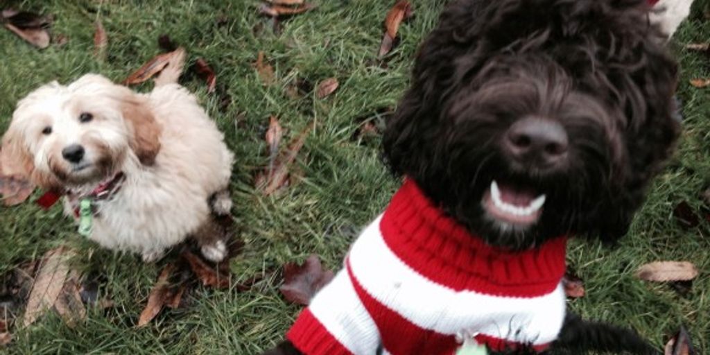 men wearing Christmas jumpers in a festive setting