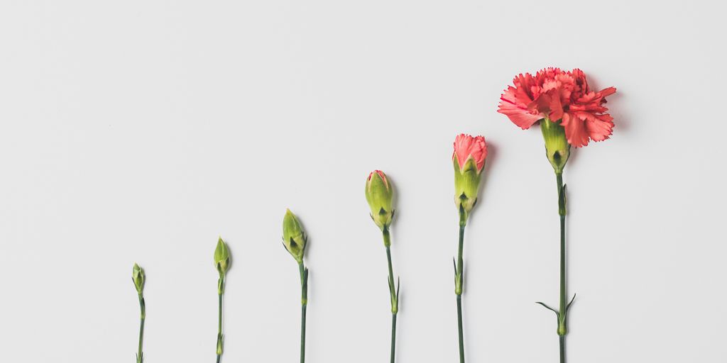 pink flower on white background