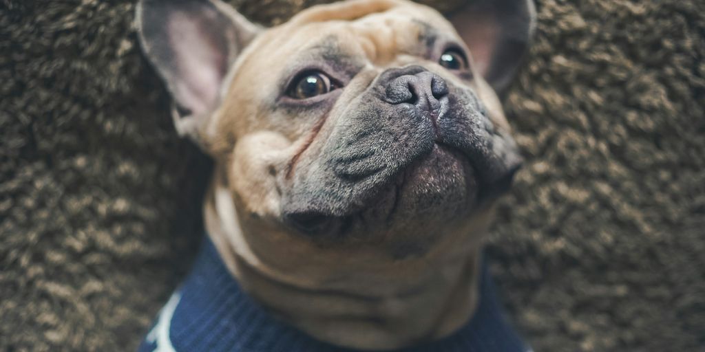 brown pug in black and white shirt