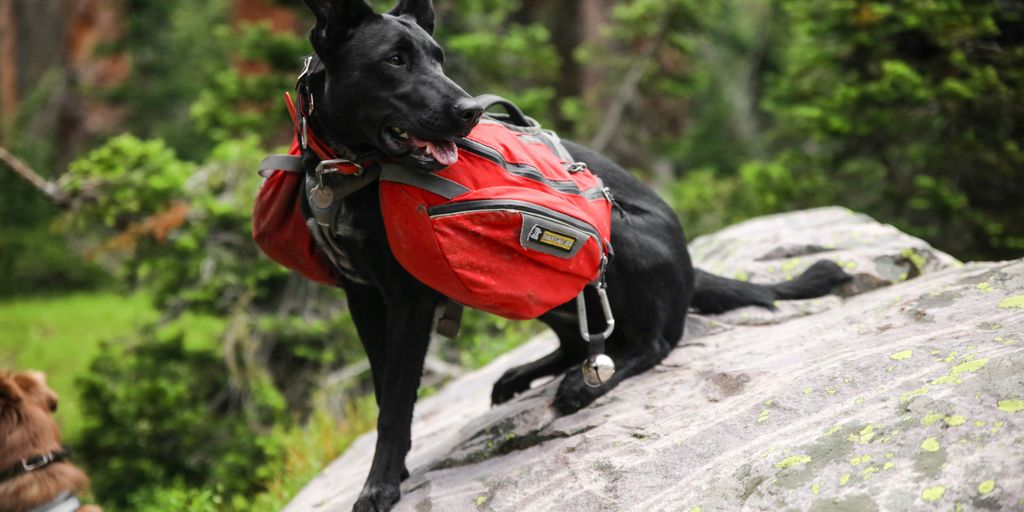 black short coat medium dog with red and black shirt on gray rock