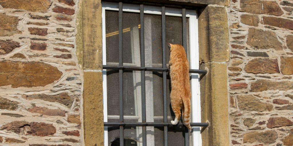 a cat that is standing on a window sill