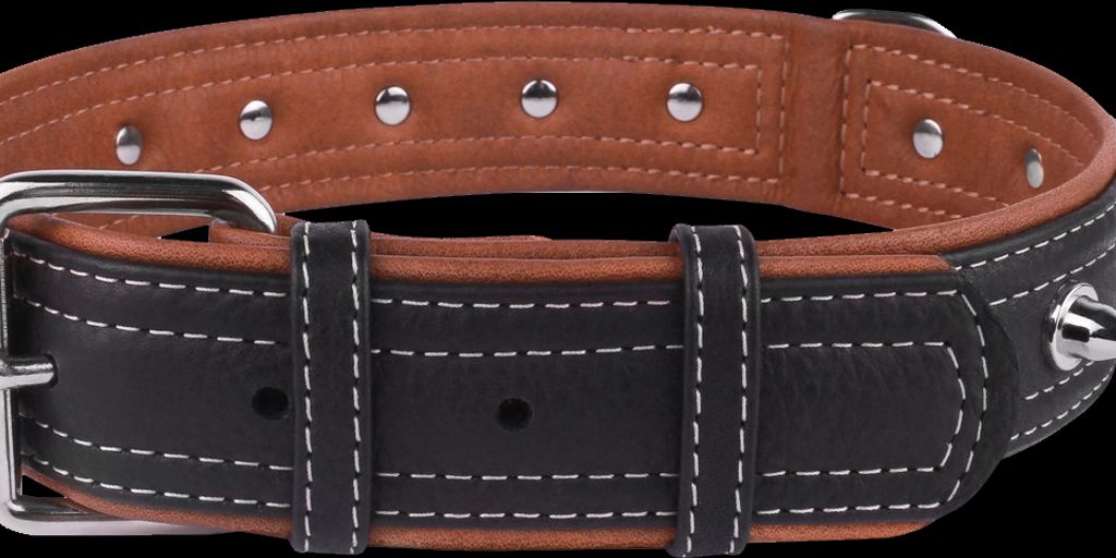 How to Choose a Safe Shock Collar for Dogs 4 dog wearing shock collar