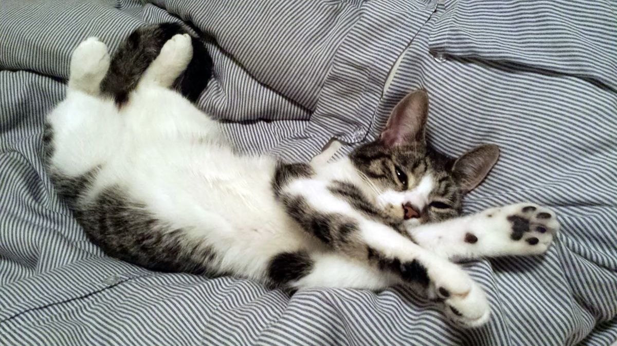 Essential Comforts for Your Cat