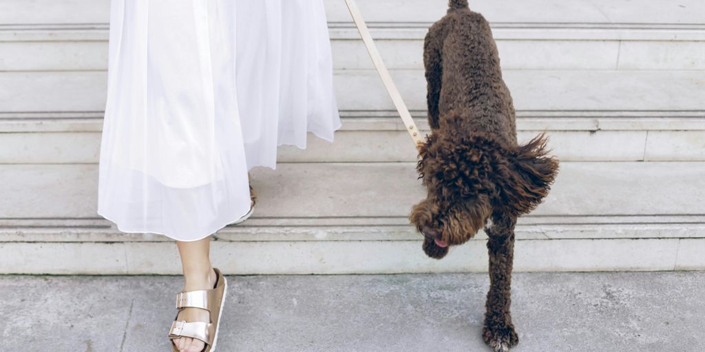 woman holding dog leash while on stairs