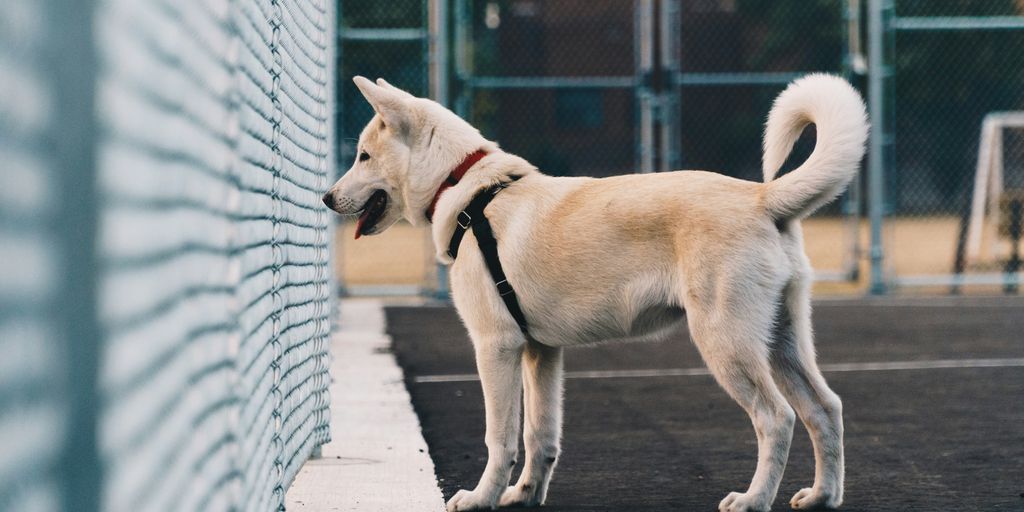 selective focus photography of dog looking at fence