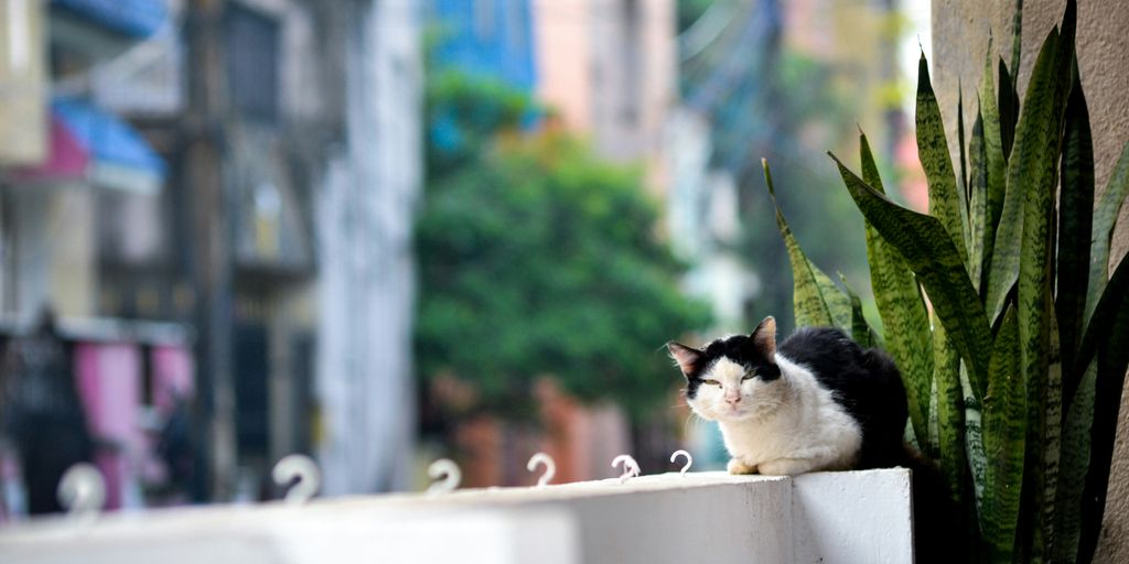 a cat sitting on a ledge