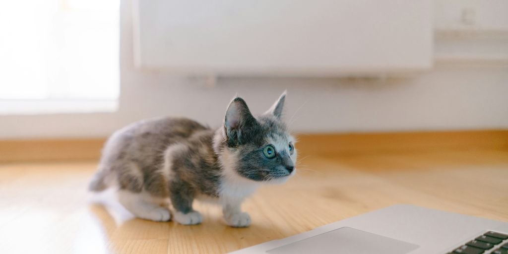 calico kitten standing in front of MacBook Pro