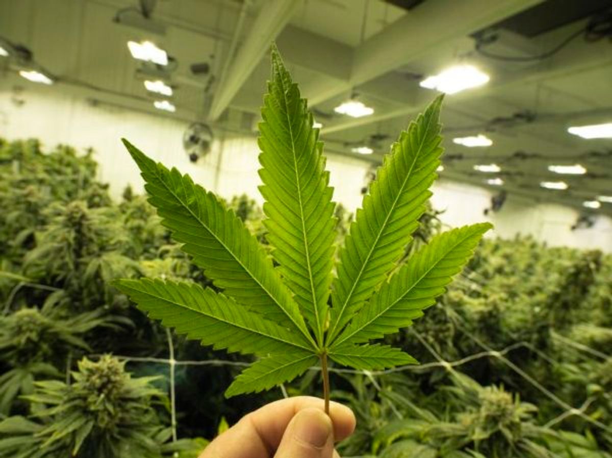 Zukunftsperspektiven für Cannabiskonsum und -anbau in Aalen