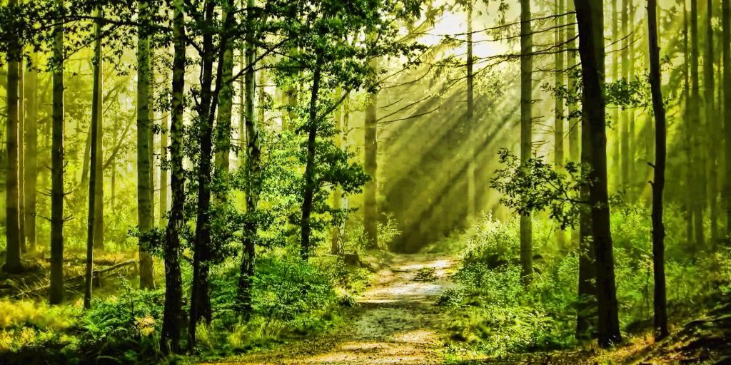 people forest bathing surrounded by diverse local plants and animals
