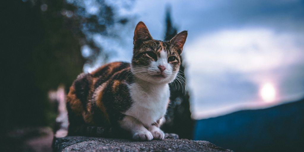 selective focus photography of black, white, and brown cat