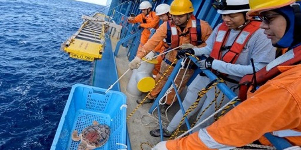 marine turtles migration