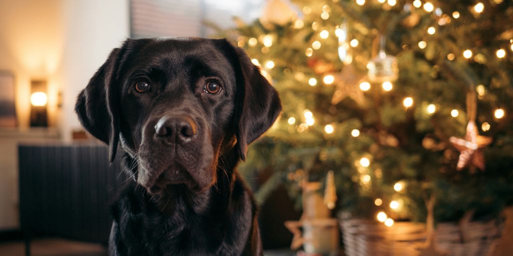 a black dog sitting in front of a christmas tree