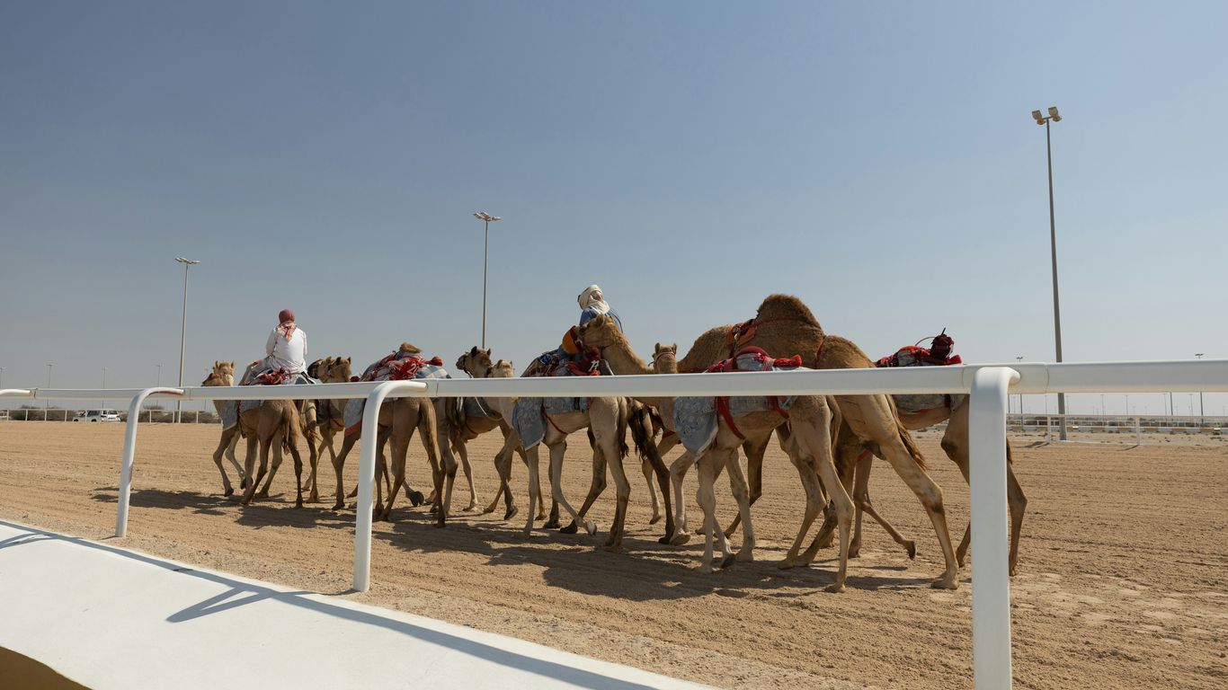 a group of people riding on the backs of camels
