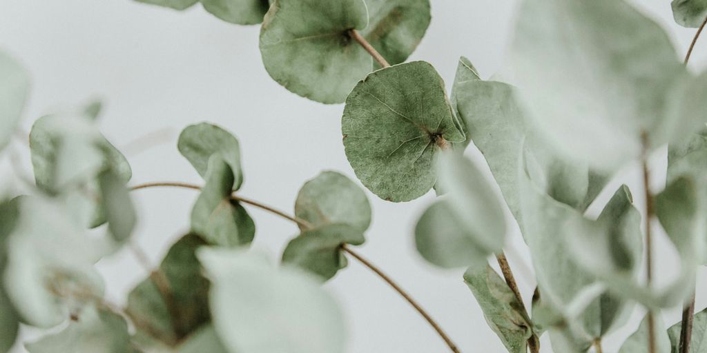 green plant in close up photography
