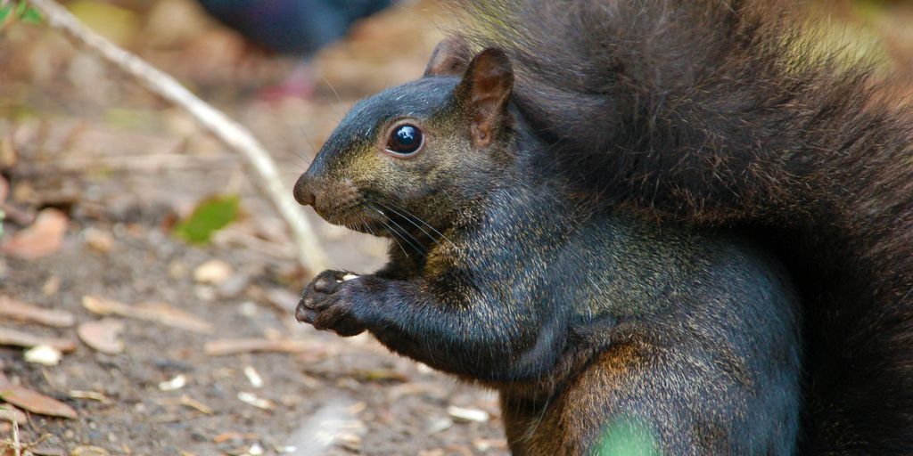 brown squirrel on ground