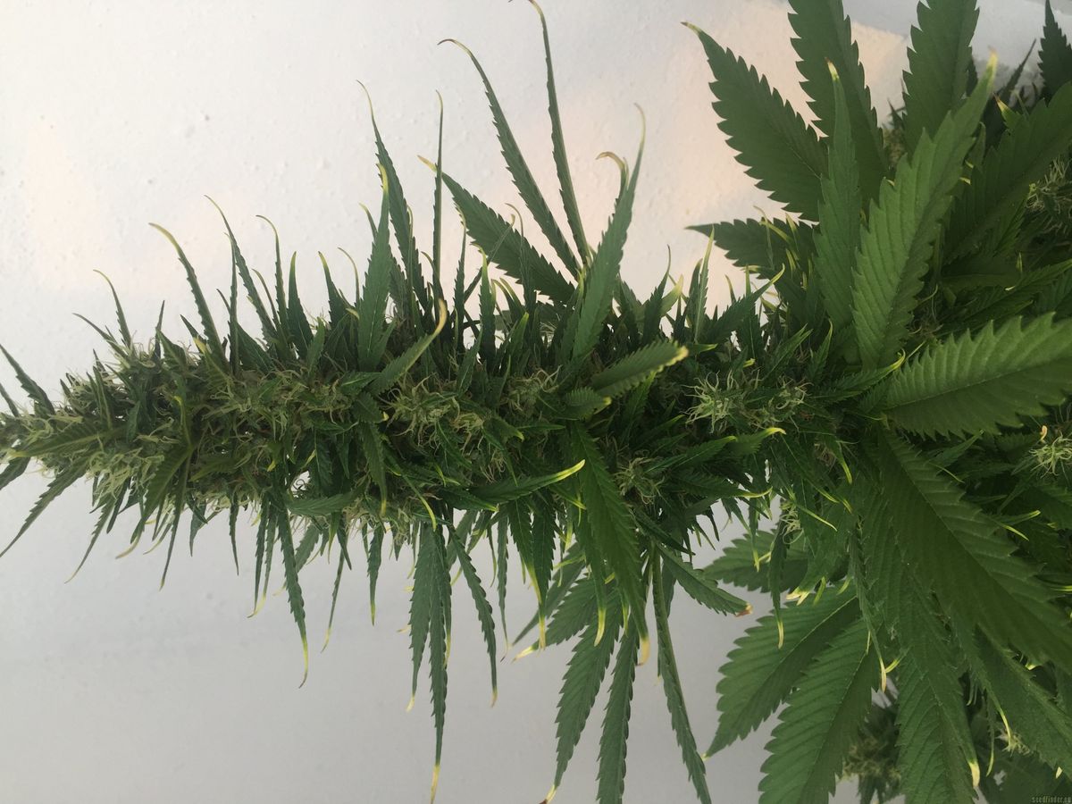 Pflege und Wachstum der Cannabispflanzen