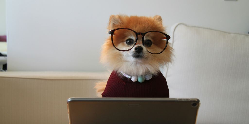 brown and white pomeranian puppy on macbook