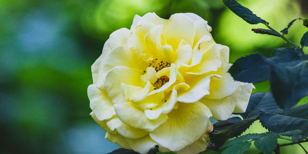 yellow flower in tilt shift lens