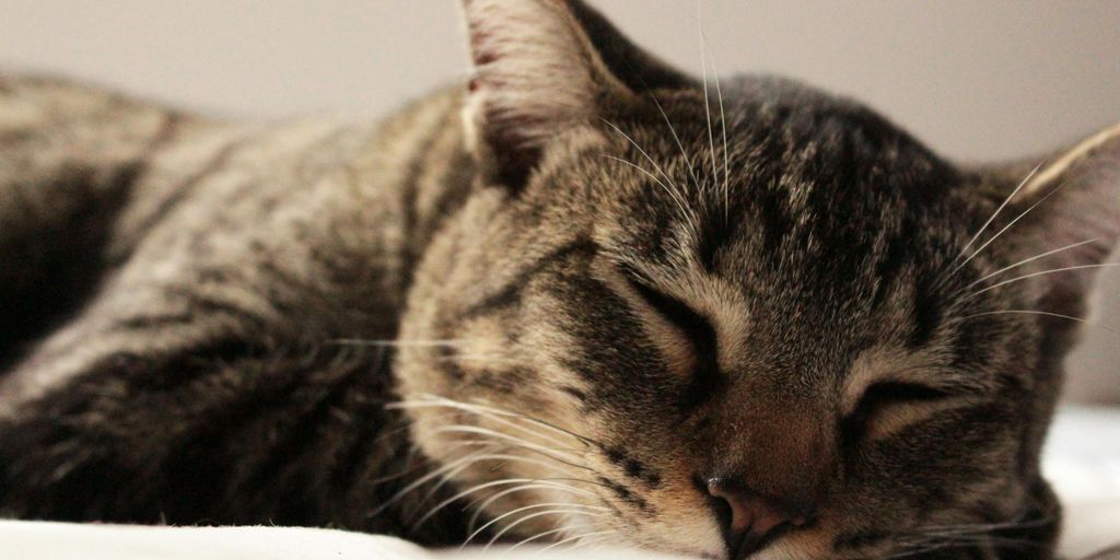 cat relaxing in a luxurious pet boarding facility with a price tag