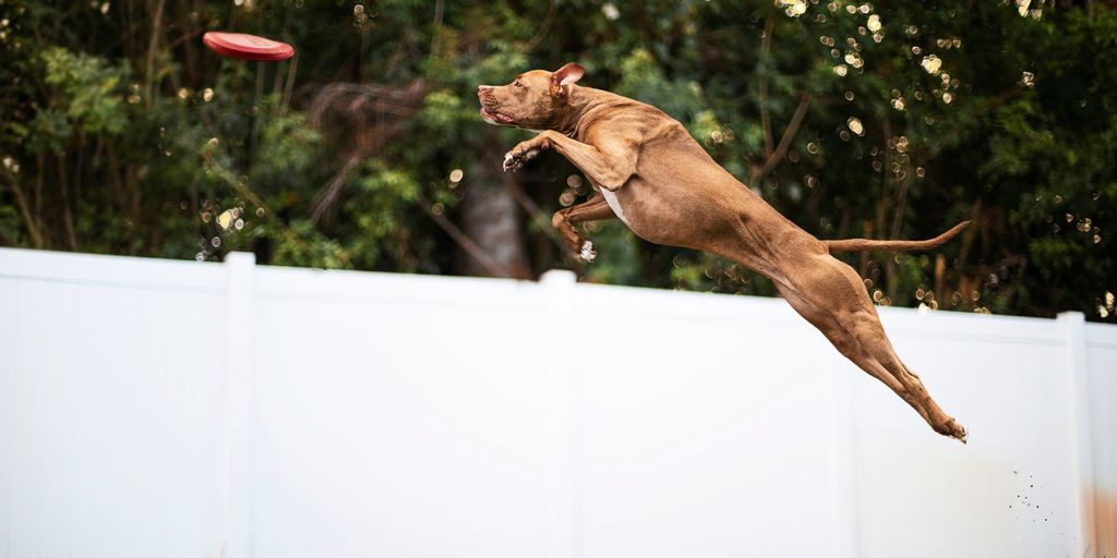 brown short coated dog jumping on white fence during daytime