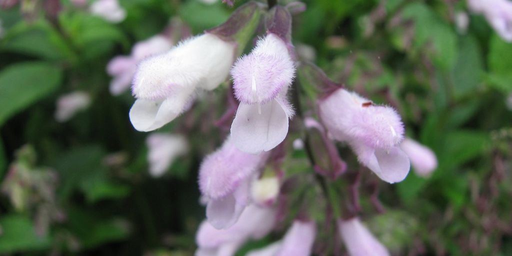 Salvia flowers in a low-maintenance garden