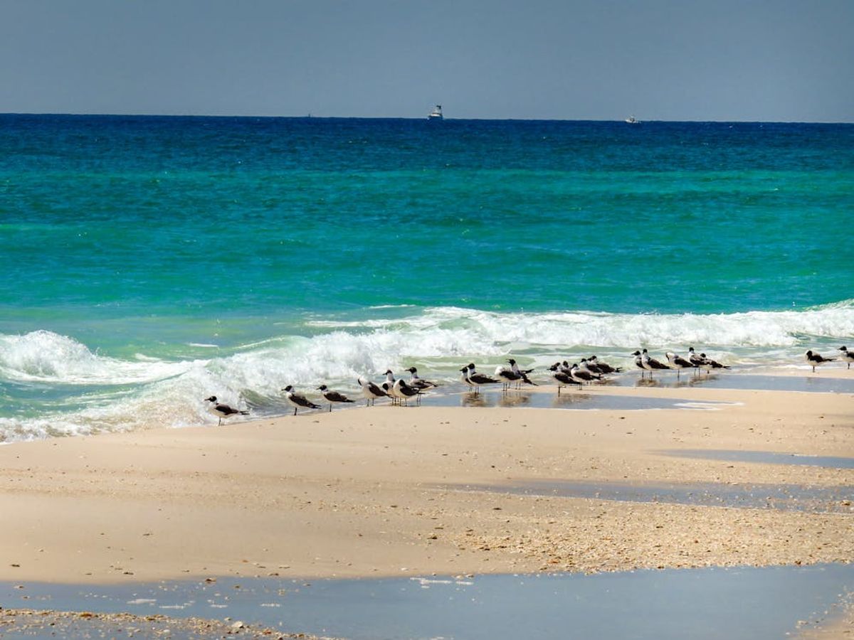 Pensacola's Festive Side: Celebrations and Local Events