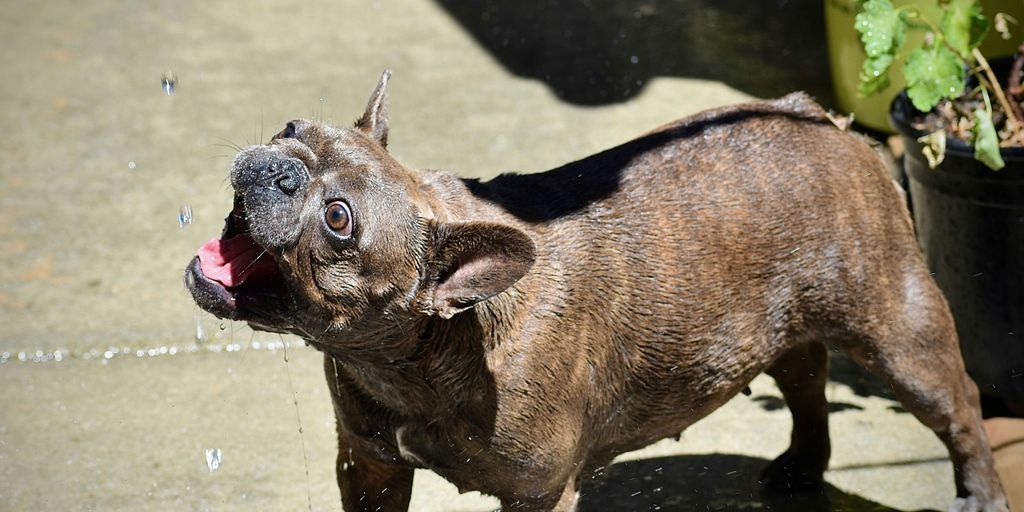 brown short coated dog on water during daytime