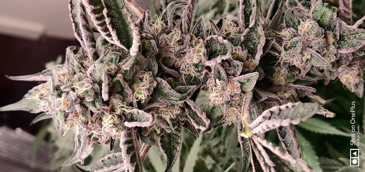 Wo kann man Cannabissamen in Abtsdorf kaufen?