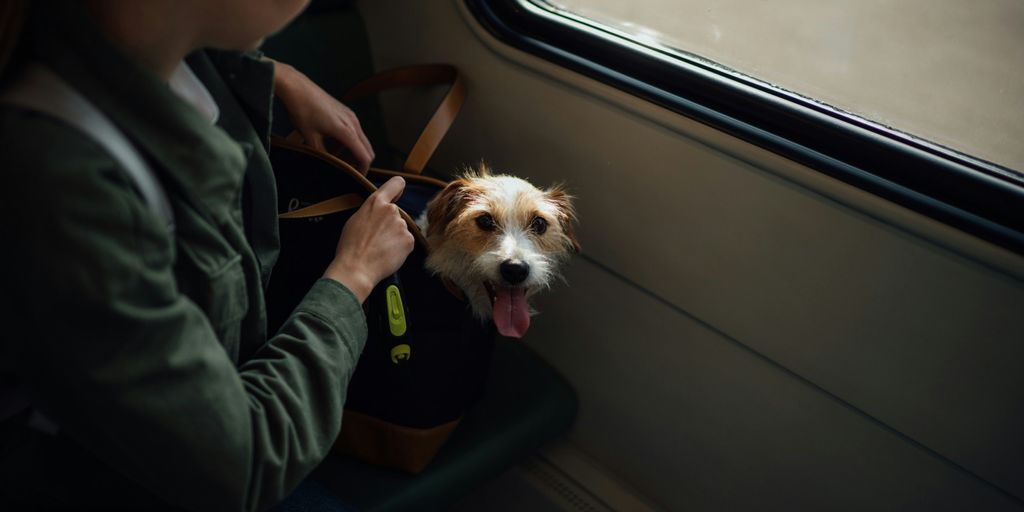 person in gray jacket holding white and brown long coated small dog