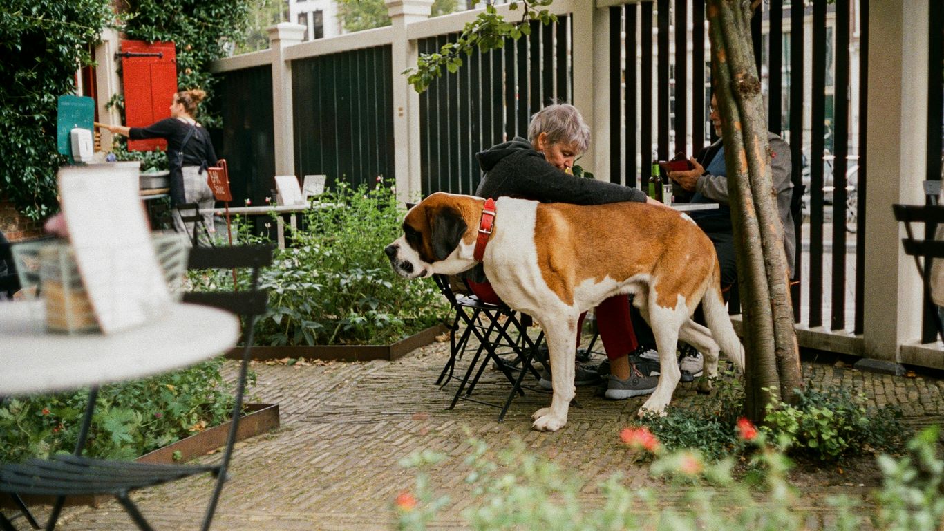 a man sitting at a table with a dog on his back