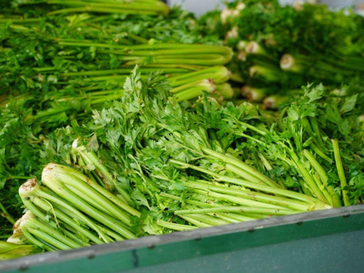 Fresh green celery stacked in a market display.
