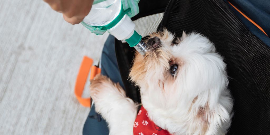 person holding green water dispenser with dog drinking on it