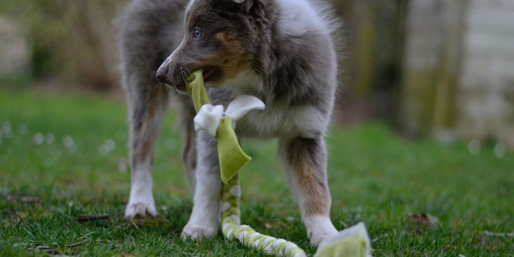long-coated gray puppy