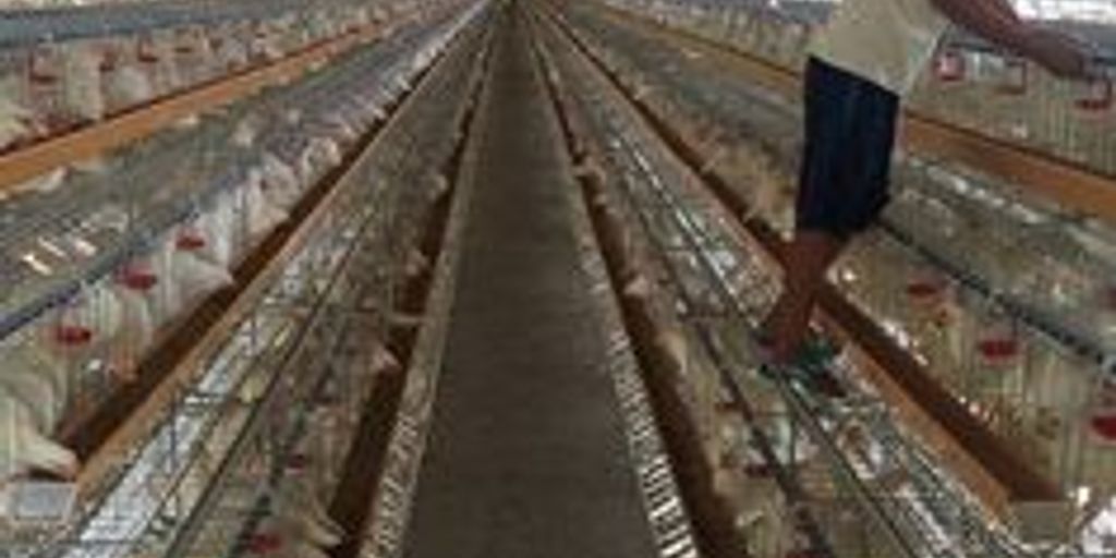 poultry farm lightning protection system