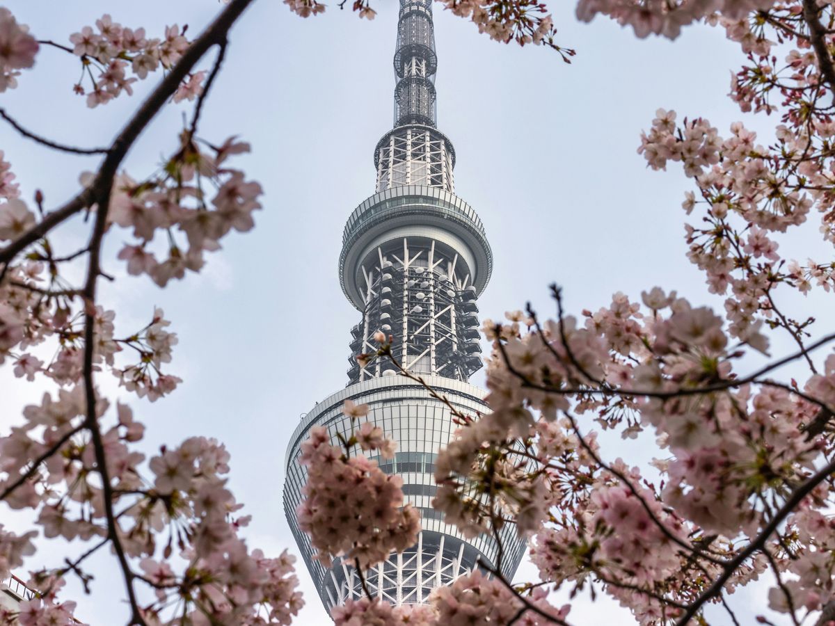 view of white metal tower through cherry blossom tree