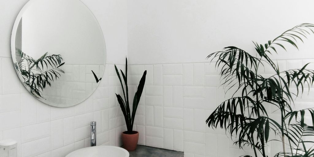 plant beside sink under mirror inside room