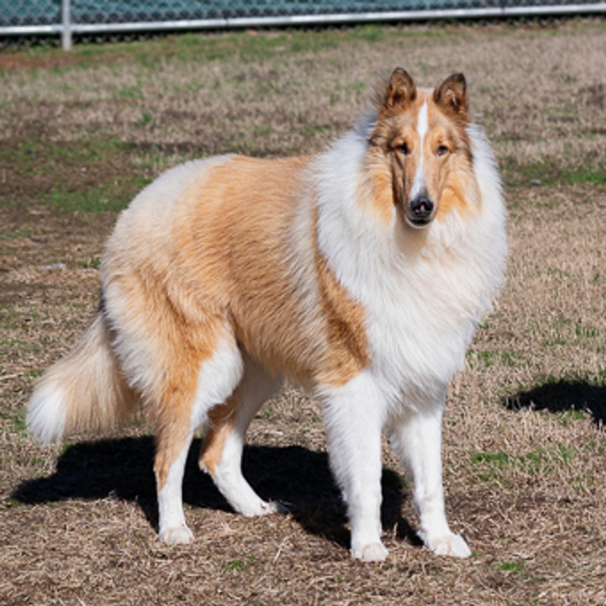Post-Bath Care: Soothing Skin and Preventing Future Infestations
