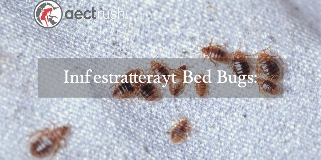 Ploșnițe pe o suprafață textilă.