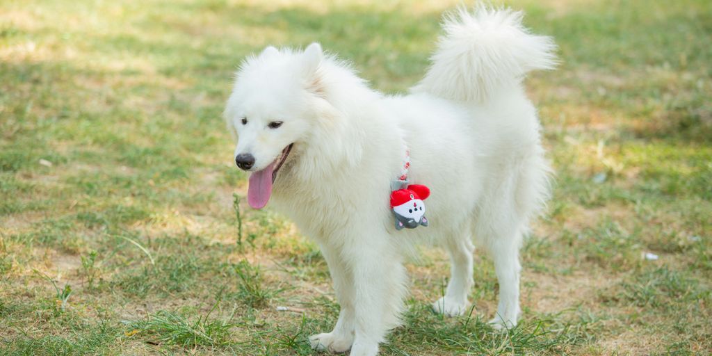 A fluffy, white dog stands in the grass.