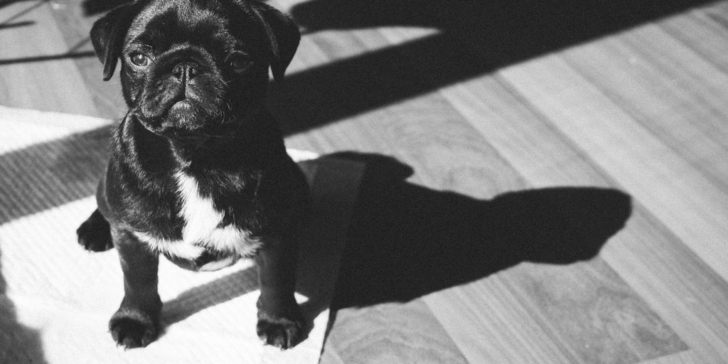 black pug on white textile