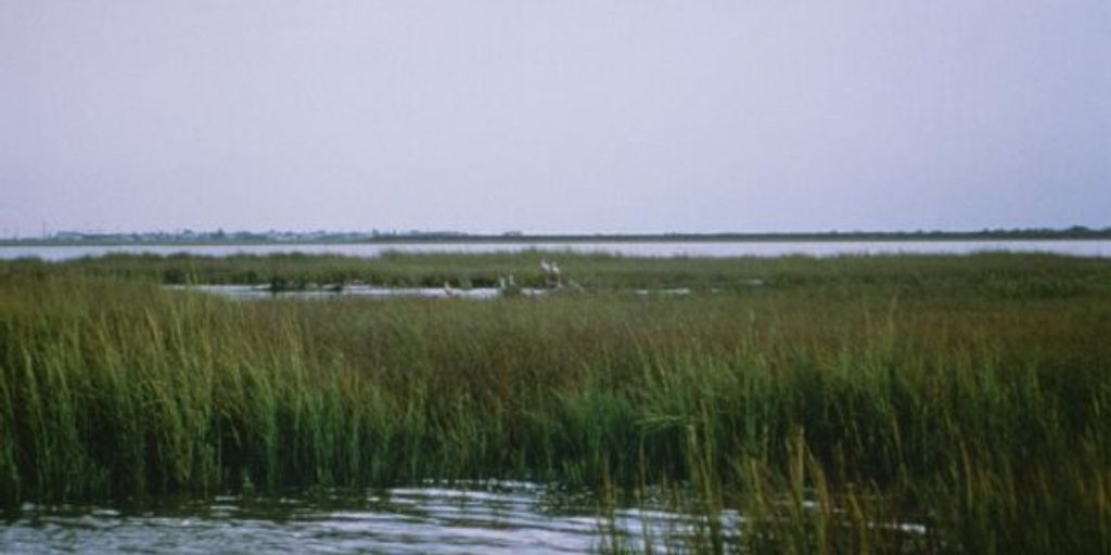 hiking trail in Chesapeake park with scenic views
