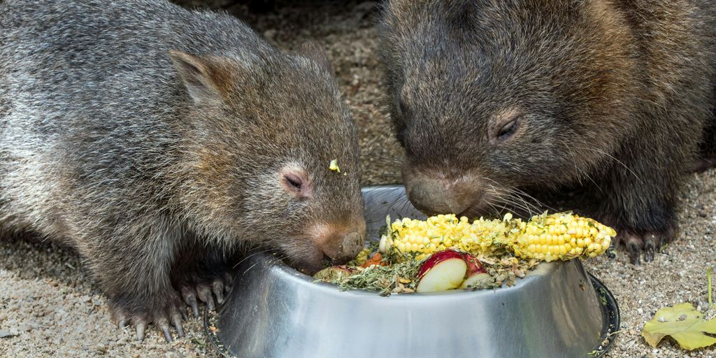 two rodent eating corns