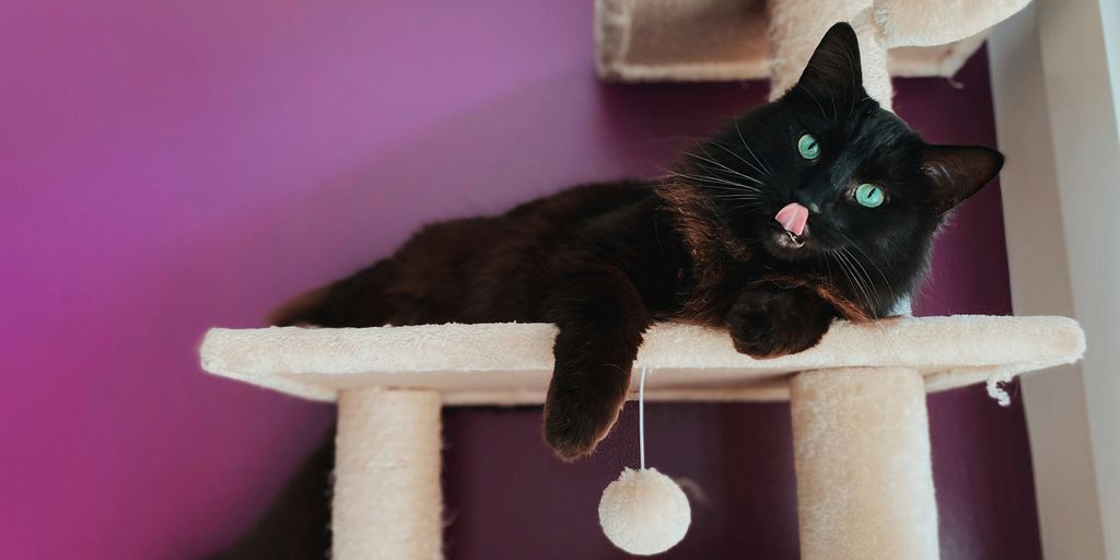 a black cat on a cat tree